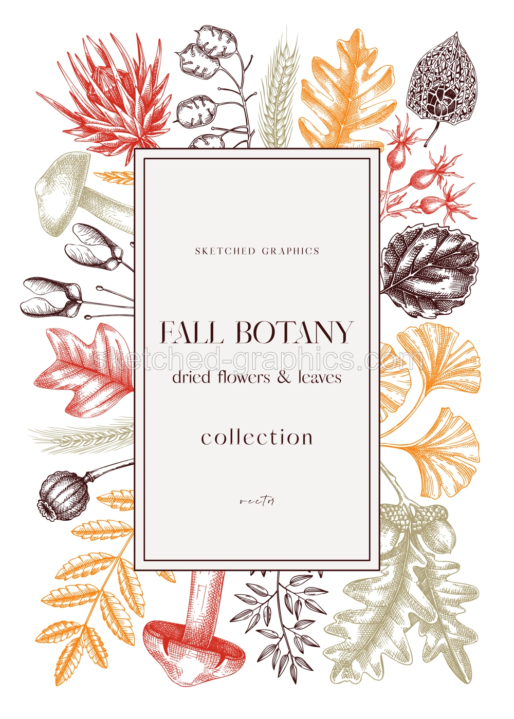 Autumn design with fall leaves and dried flowers. Thanksgiving background. Fall card or invitation. Sketched dried flowers, falling leaves, mushrooms, seeds frame. Botanical illustration in color Illustration